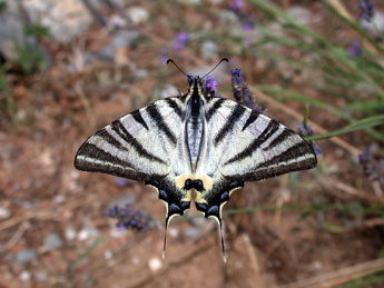 Iphiclides podalirius L. adulte - �Philippe Mothiron