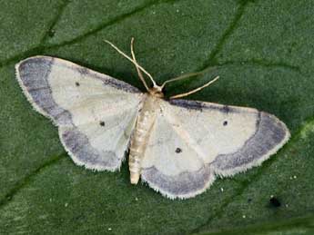 Idaea politaria Hb. adulte - �Daniel Morel