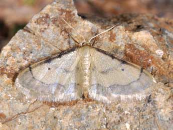 Idaea politaria Hb. adulte - �Philippe Mothiron