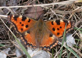 Nymphalis polychloros L. adulte - �Philippe Mothiron