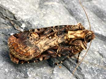 Opigena polygona D. & S. adulte - �Daniel Morel