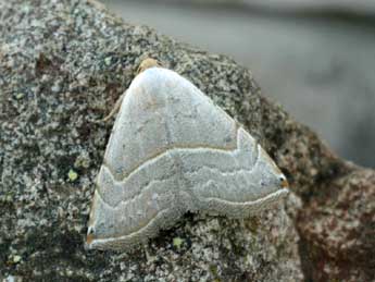 Eublemma polygramma Dup. adulte - �Daniel Morel