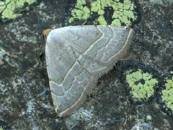 Eublemma polygramma Dup. adulte - �Daniel Morel