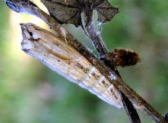  Chrysalide de Zerynthia polyxena D. & S. - �Daniel Morel