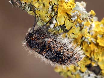 Lycia pomonaria Hb. adulte - �Daniel Morel