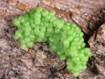  Oeuf de Lycia pomonaria Hb. - �Daniel Morel