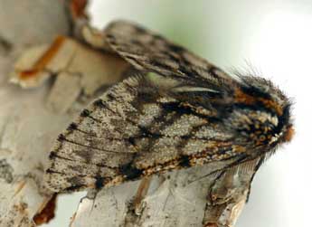 Lycia pomonaria Hb. adulte - �Daniel Morel