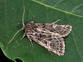 Tholera decimalis Poda adulte - �Philippe Mothiron