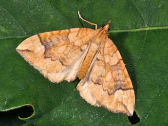 Eulithis populata L. adulte - �Philippe Mothiron