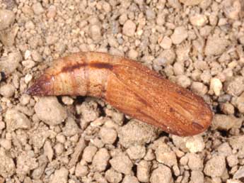  Chrysalide de Eulithis populata L. - �Philippe Mothiron