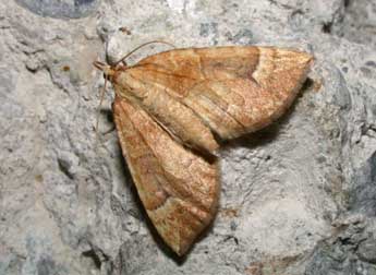 Eulithis populata L. adulte - �Philippe Mothiron