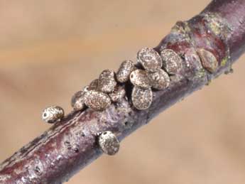  Oeuf de Poecilocampa populi populi L. - �Philippe Mothiron