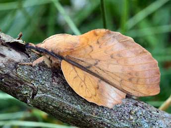 Gastropacha populifolia D. & S. adulte - �Daniel Morel