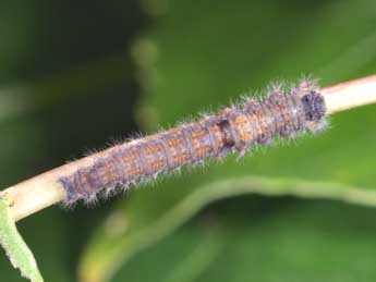 Chenille de Gastropacha populifolia D. & S. - �Philippe Mothiron