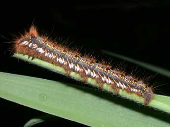  Chenille de Euthrix potatoria L. - �Philippe Mothiron