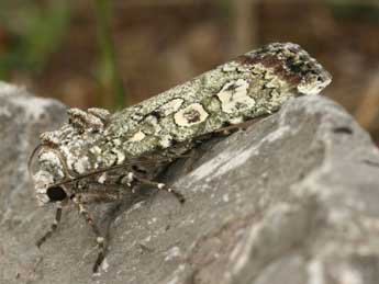 Actebia praecox L. adulte - �Daniel Morel