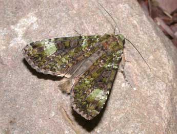 Anaplectoides prasinus D. & S. adulte - �Philippe Mothiron