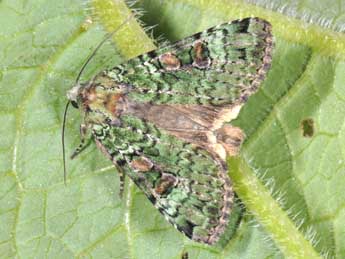 Anaplectoides prasinus D. & S. adulte - �Philippe Mothiron