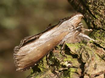 Cucullia prenanthis Bsdv. adulte - �Serge Wambeke