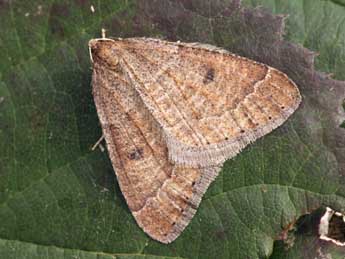 Theria primaria Hw. adulte - �Daniel Morel