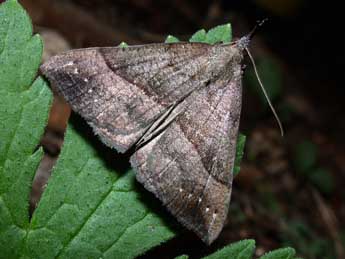 Hypena proboscidalis L. adulte - �Philippe Mothiron