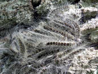  Chenille de Thaumetopoea processionea L. - �Philippe Mothiron