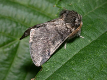 Thaumetopoea processionea L. adulte - �Philippe Mothiron