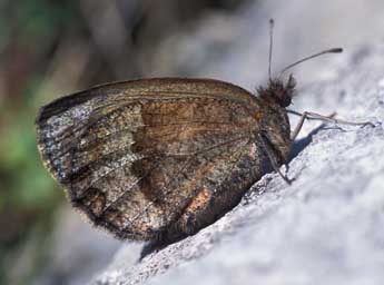 Erebia pronoe Esp. adulte - �Tristan Lafranchis