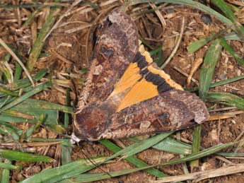 Noctua pronuba L. adulte - �Philippe Mothiron