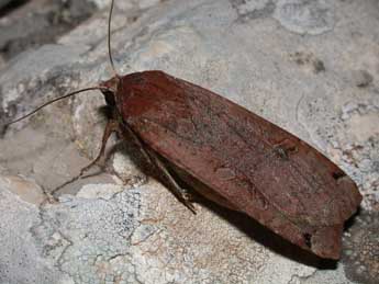Noctua pronuba L. adulte - �Philippe Mothiron