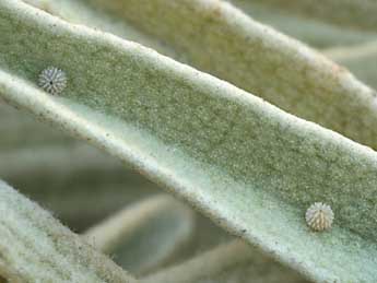  Oeuf de Muschampia proto O. - �Daniel Morel