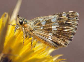 Muschampia proto O. adulte - �Tristan Lafranchis