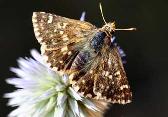 Muschampia proto O. adulte - �Daniel Morel