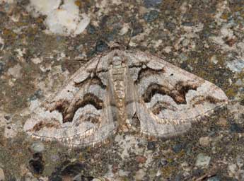 Scotopteryx proximaria Rbr adulte - �Fr�d�ric Billi