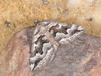 Scotopteryx proximaria Rbr adulte - �Philippe Mothiron