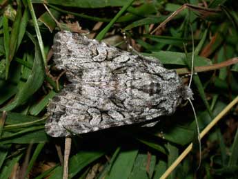 Lasionhada proxima Hb. adulte - �Philippe Mothiron