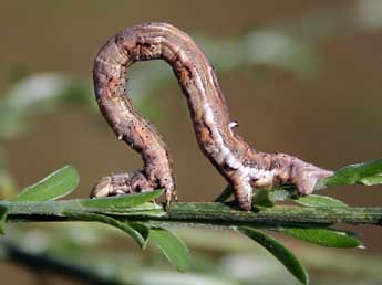  Chenille de Synopsia sociaria Hb. - �Daniel Morel