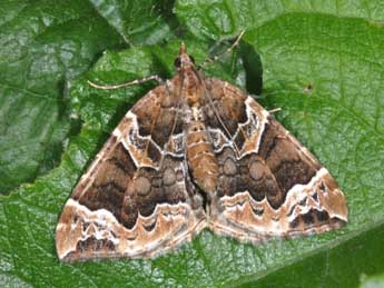 Eulithis prunata L. adulte - �Philippe Mothiron