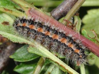  Chenille de Rhagades pruni D. & S. - �Philippe Mothiron