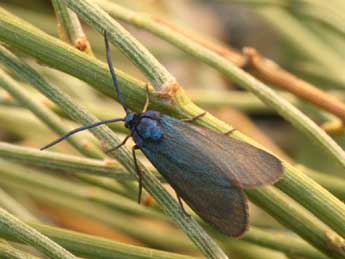 Rhagades pruni D. & S. adulte - �Daniel Morel