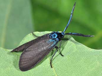 Rhagades pruni D. & S. adulte - �Philippe Mothiron