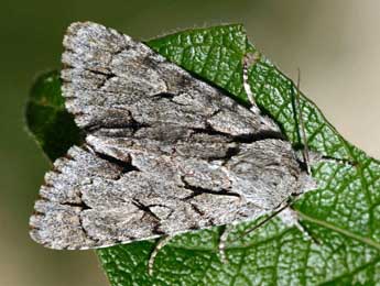 Acronicta psi L. adulte - �Daniel Morel