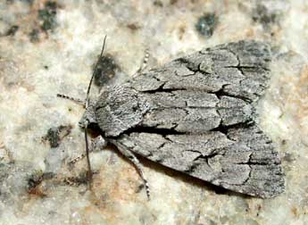 Acronicta psi L. adulte - �Herv� Guyot