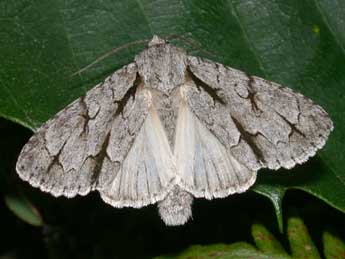 Acronicta psi L. adulte - �Philippe Mothiron