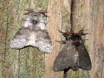 Calliteara pudibunda L. adulte - �Philippe Mothiron