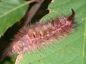  Chenille de Calliteara pudibunda L. - �Philippe Mothiron