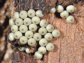  Oeuf de Calliteara pudibunda L. - �Philippe Mothiron
