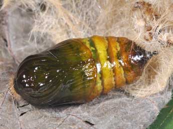  Chrysalide de Calliteara pudibunda L. - �Philippe Mothiron