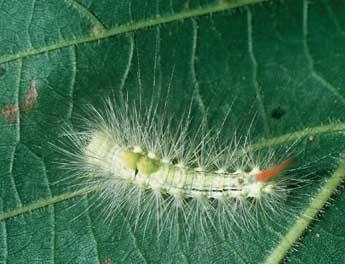  Chenille de Calliteara pudibunda L. - �Philippe Mothiron