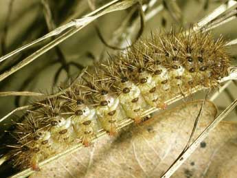  Chenille de Cymbalophora pudica Esp. - �Philippe Mothiron